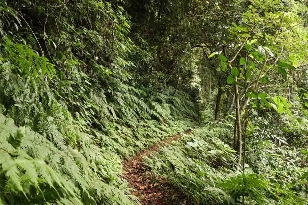 Honde Vallei Zimbabwe Eastern Highlands